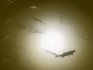 White Apollo Underwater LED Lighting System